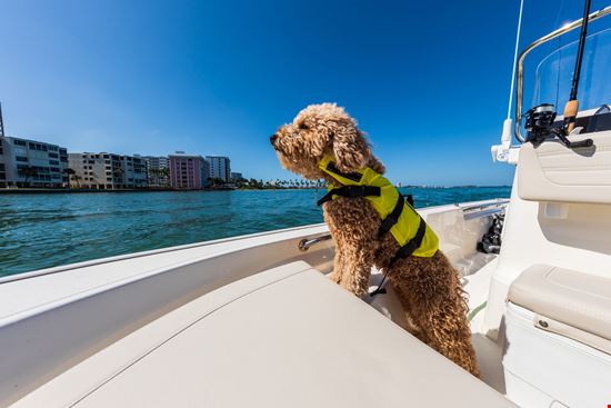 Montauk 150 dog with life jacket on board